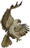Hawk Attacking Clip Art